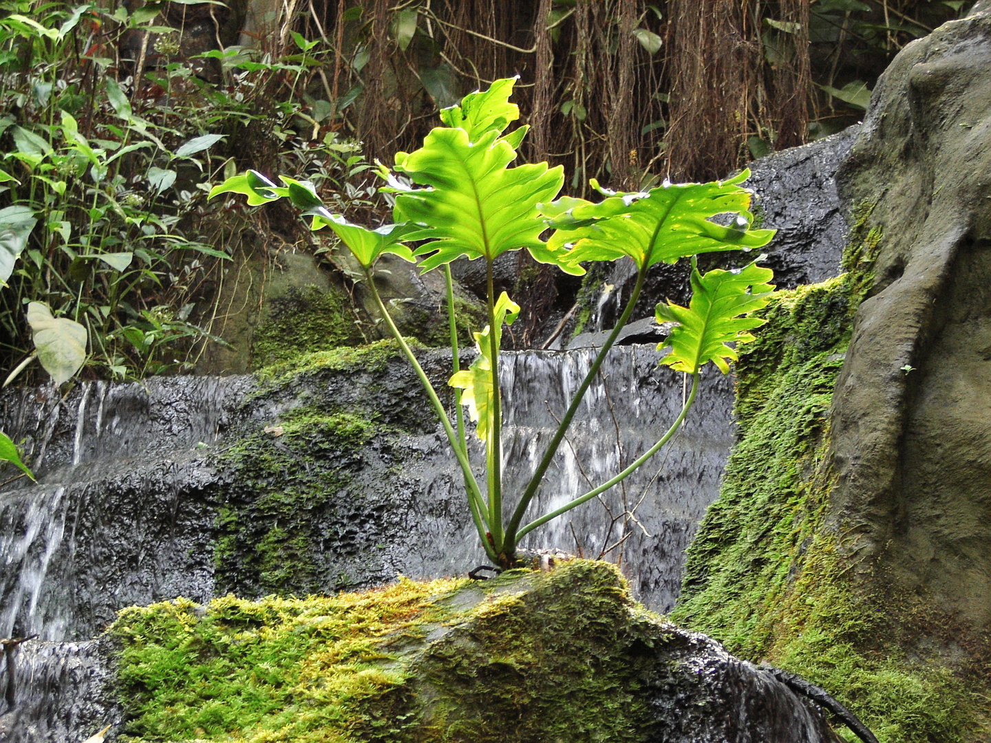 Pflanzen am Wasserfall - Tropenhaus