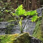 Pflanzen am Wasserfall - Tropenhaus