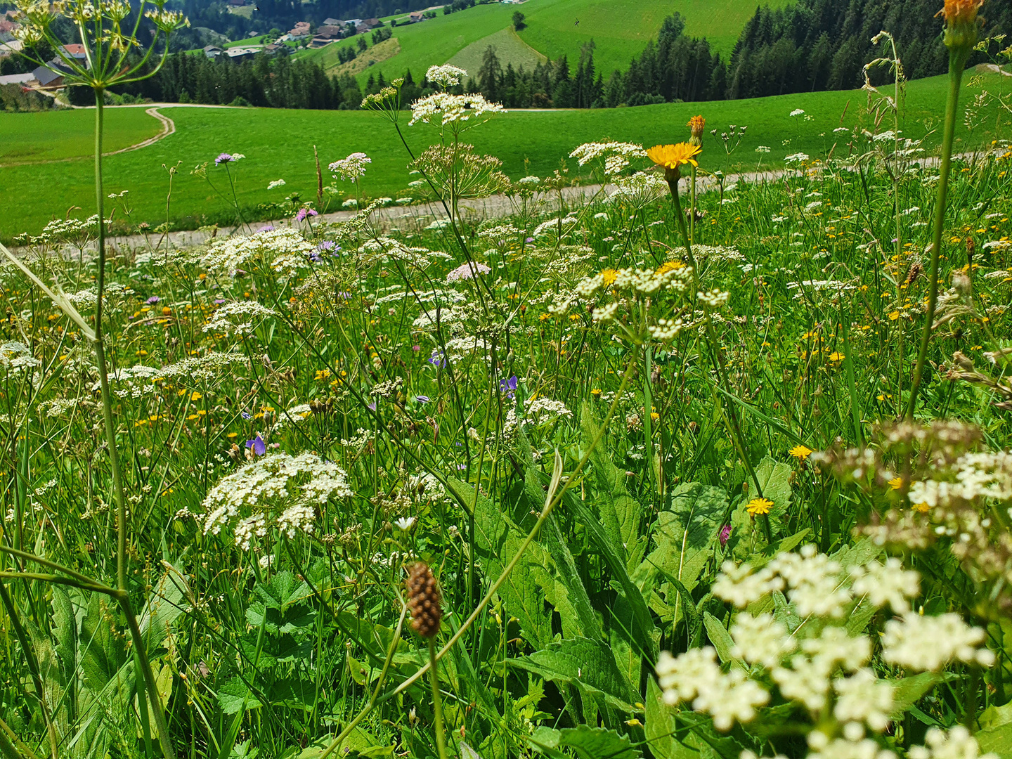 Pflanzen am Wegesrand