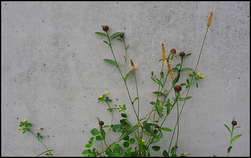 Pflanzen an der Hauswand I