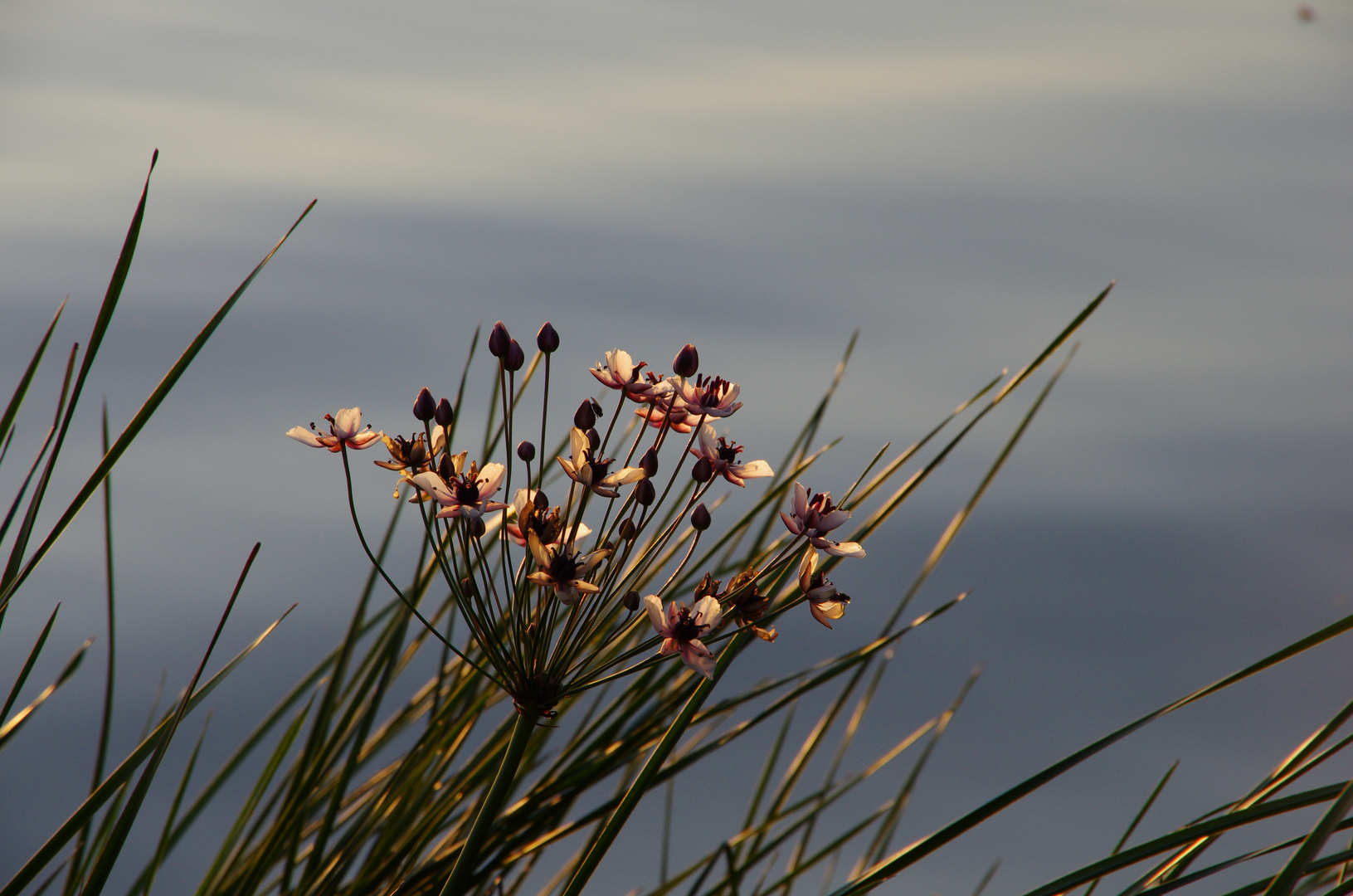 Pflanzen an der Havel