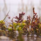 Pflanzen an/ in der Nordsee