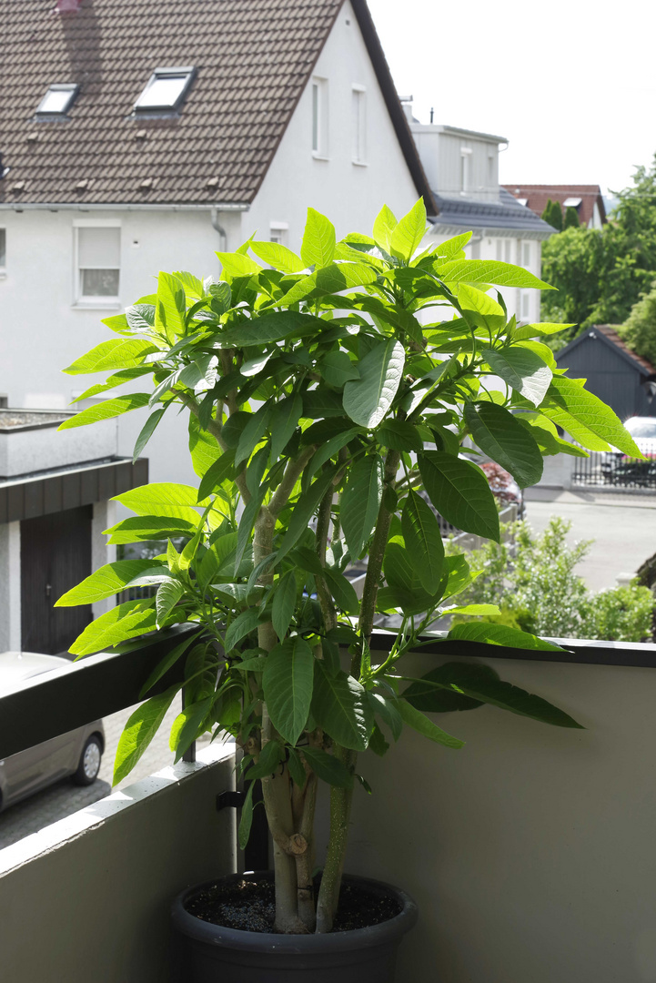 ...Pflanzen auf dem Balkon