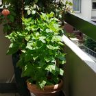 ...Pflanzen auf dem Balkon