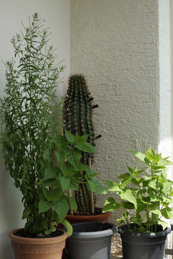 ...Pflanzen auf dem Balkon