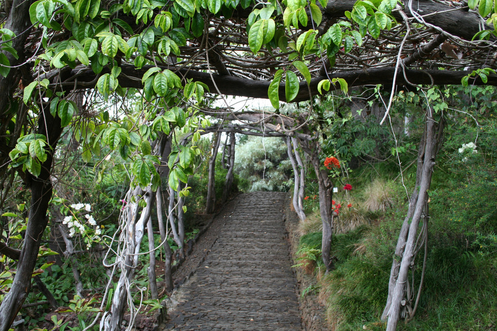 Pflanzen auf Madeira