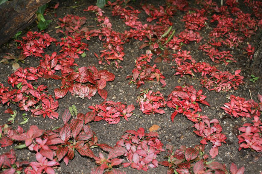 Pflanzen aus der Flora in Köln