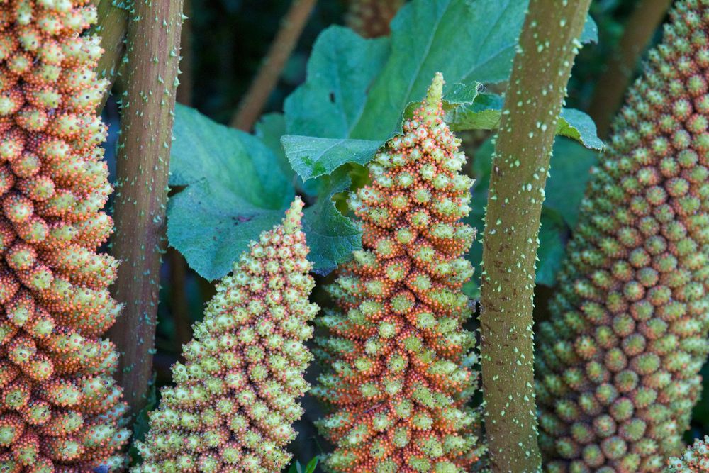 Pflanzen Bantry House & Gardens