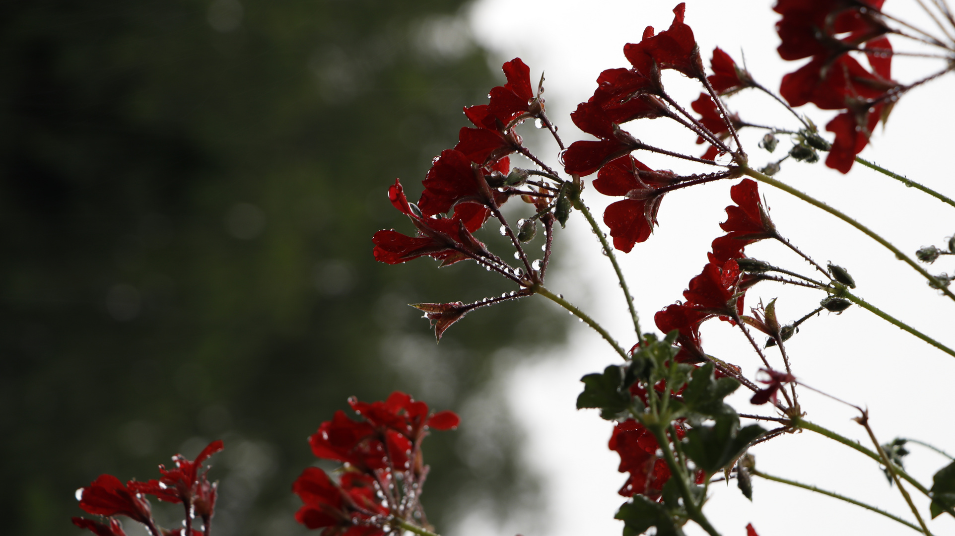 Pflanzen bei Regen 