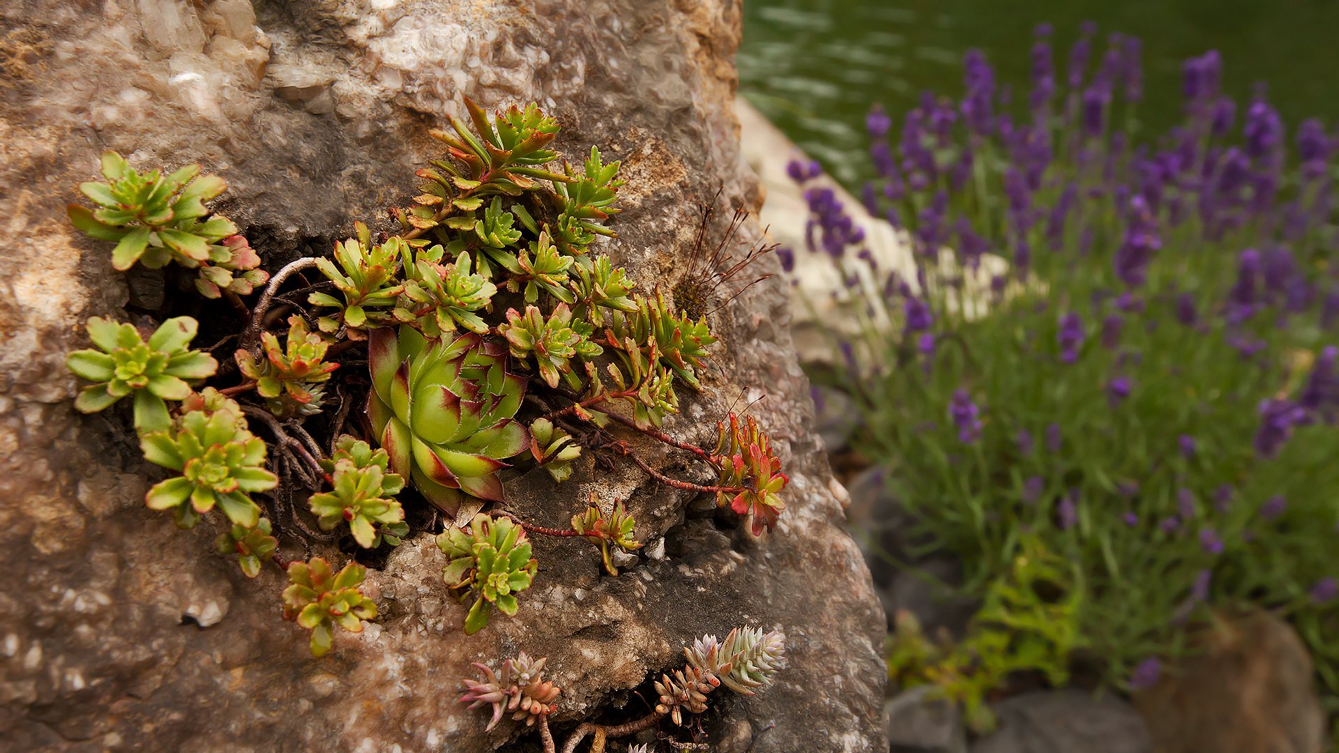 Pflanzen Blüten