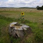 Pflanzen der Uckermark