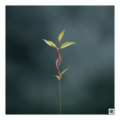 Pflanzen DNA