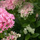 Pflanzen für Faule: Sedum spectabile