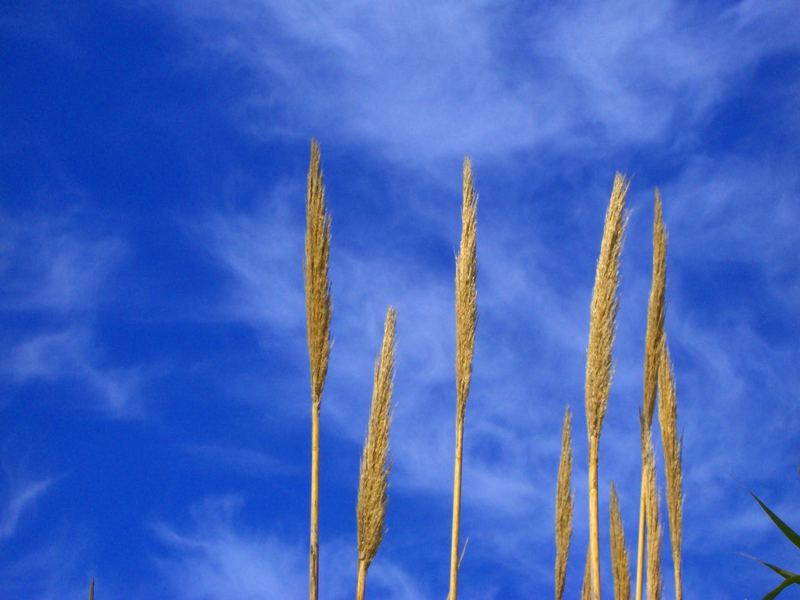 Pflanzen gegen den Himmel