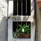 Pflanzen hinter Gitter