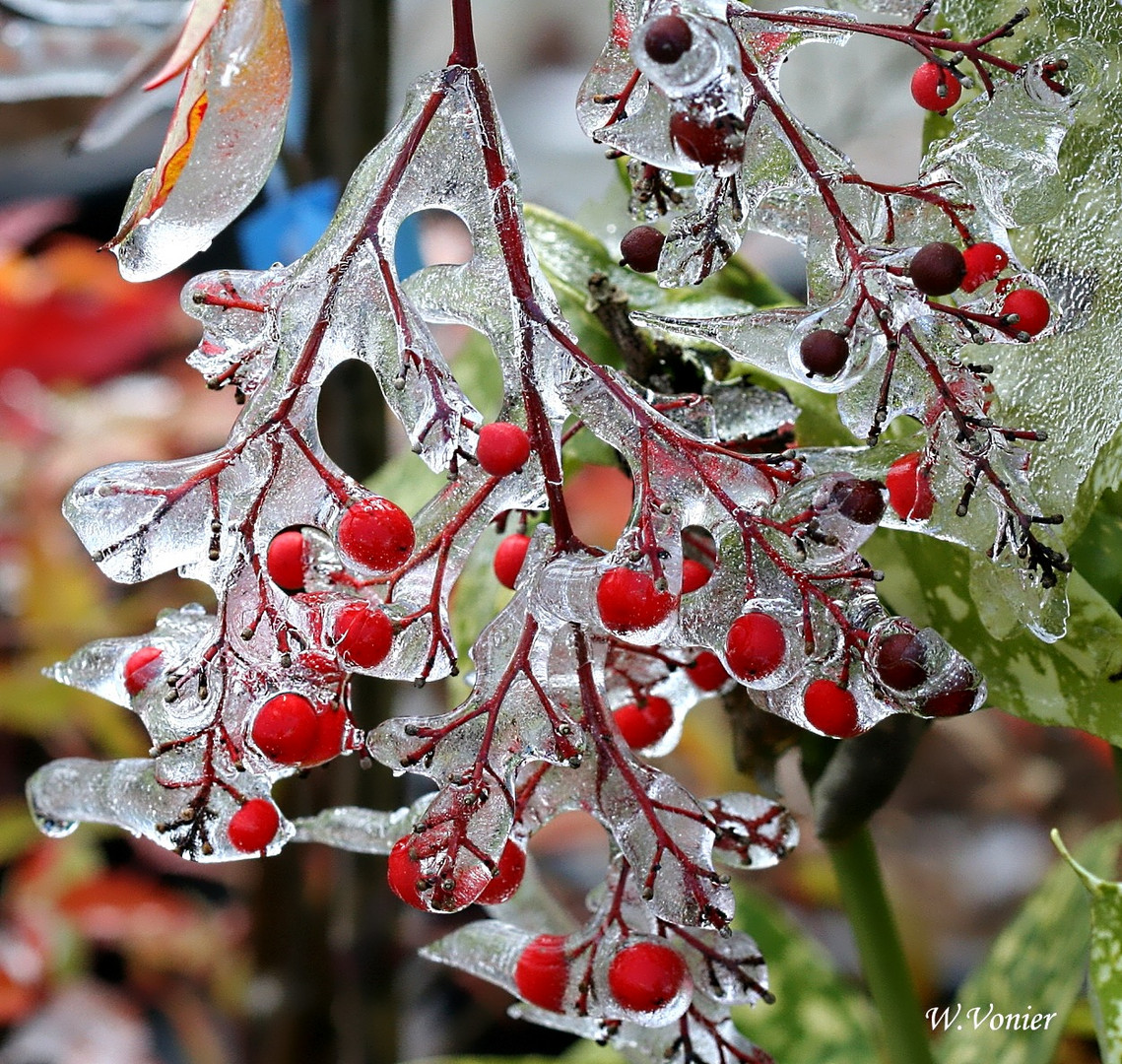 Pflanzen im Eismantel