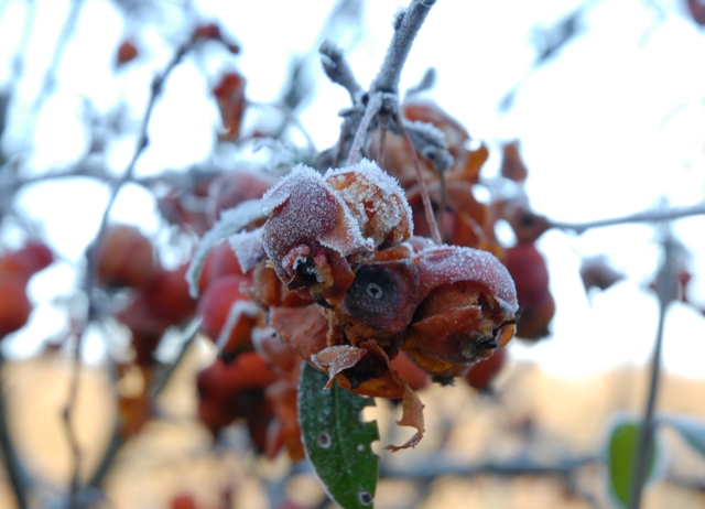 Pflanzen im Frost