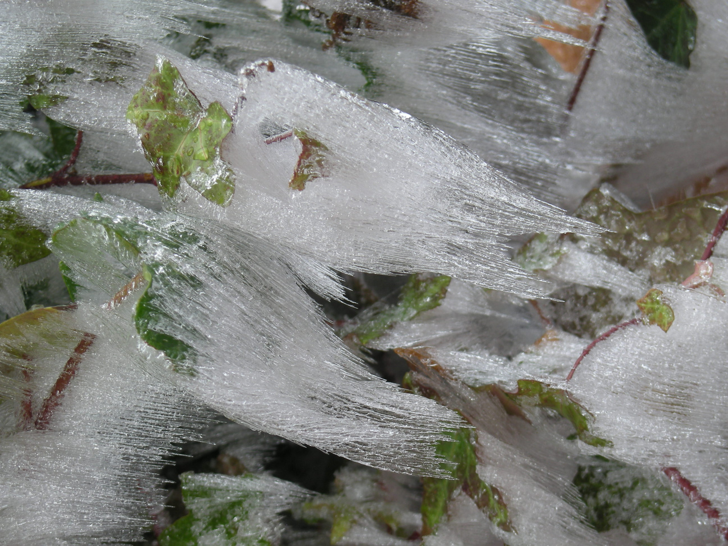 Pflanzen im frostigen Wind / Kampenwand