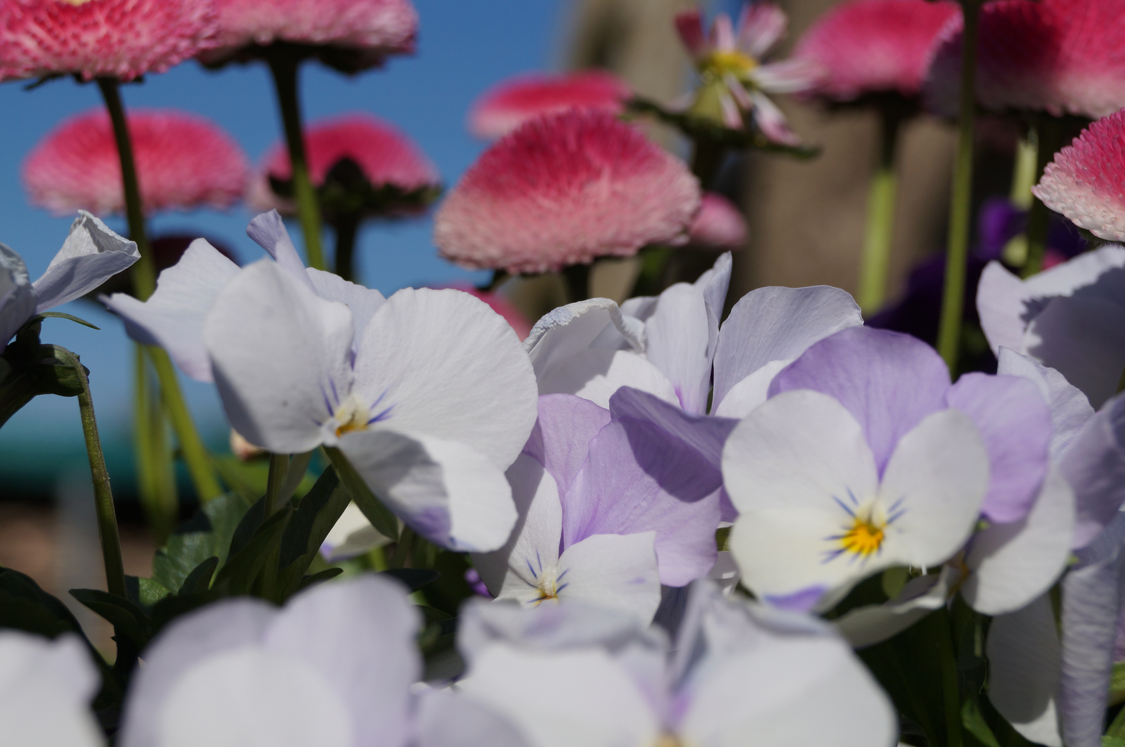 Pflanzen im Frühling