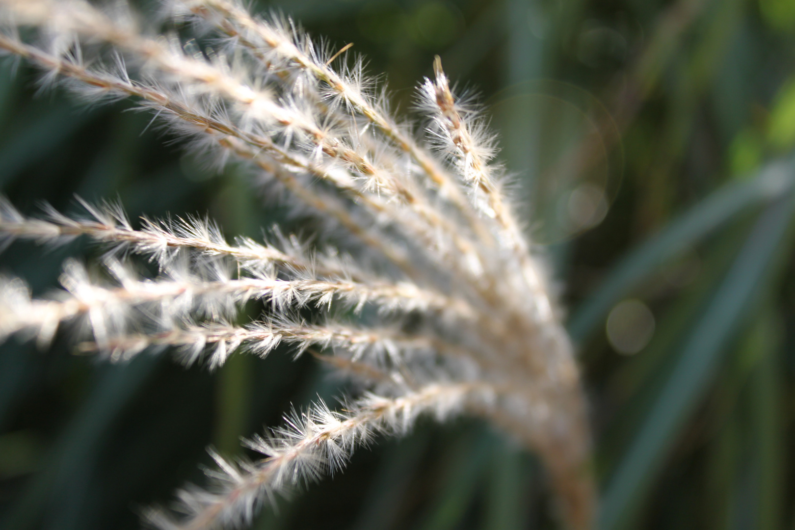 Pflanzen im Garten