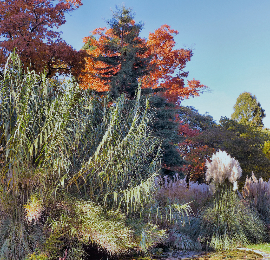 Pflanzen im Herbst