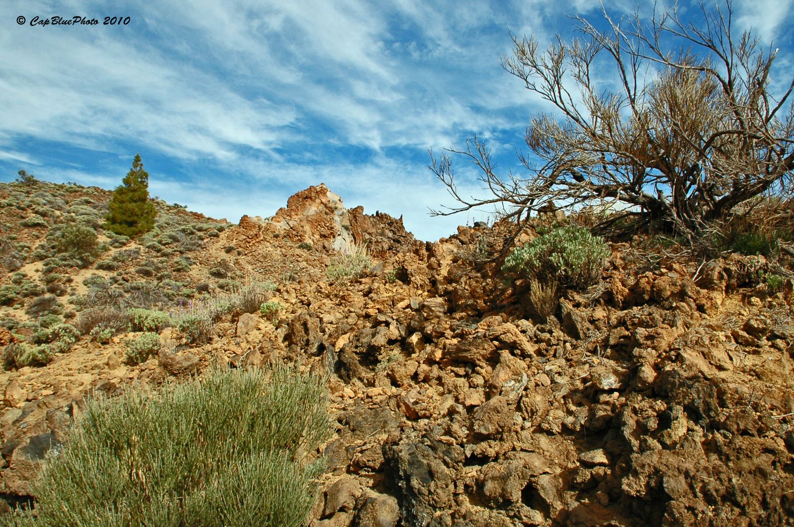 Pflanzen im Nationalpark Teide