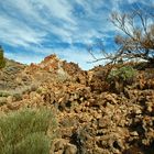 Pflanzen im Nationalpark Teide