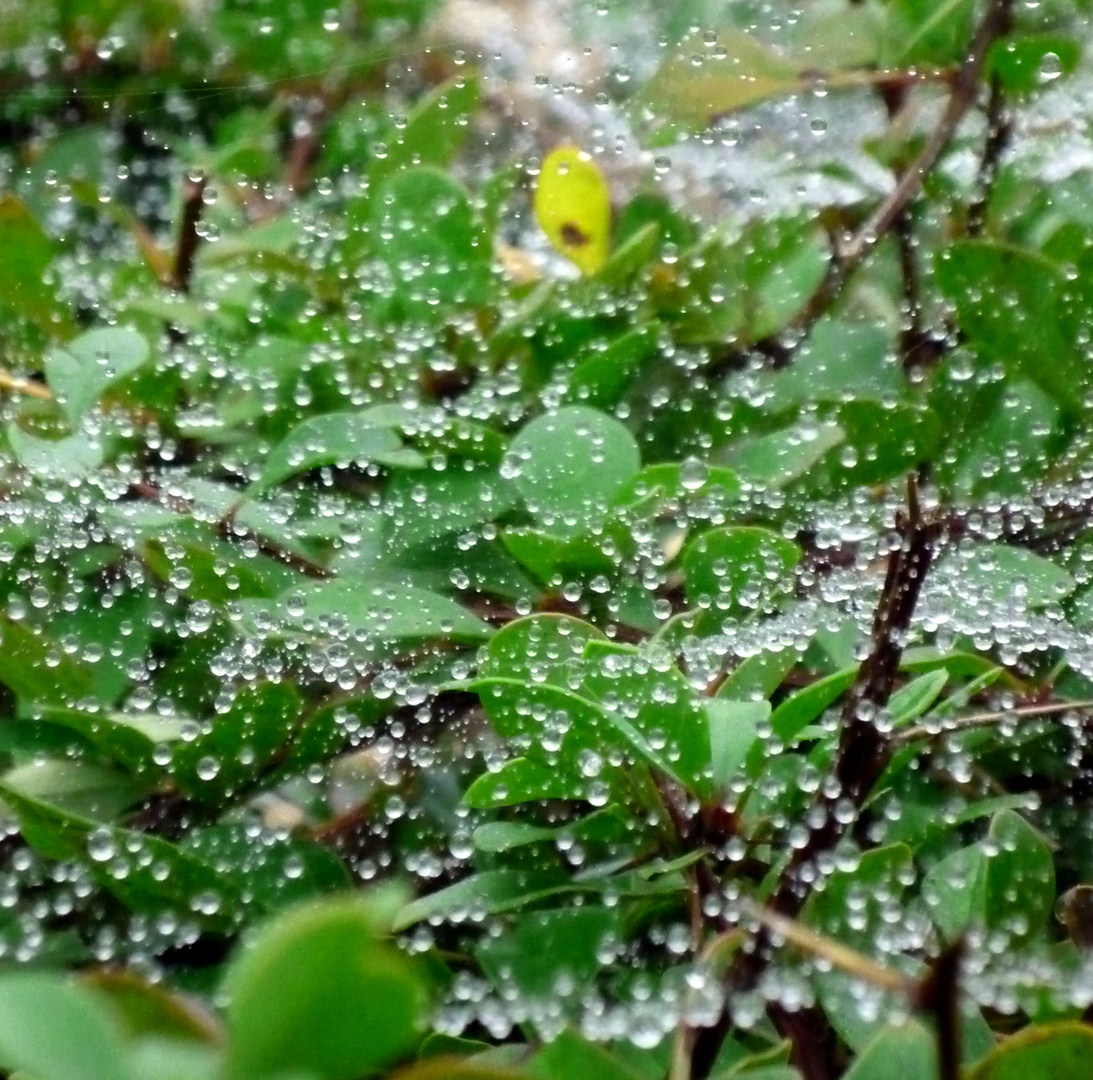 Pflanzen im Regen