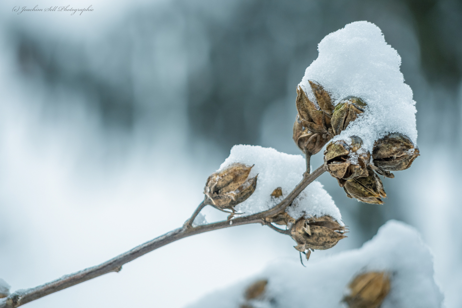 Pflanzen im Schnee 