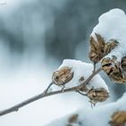 Pflanzen im Schnee 