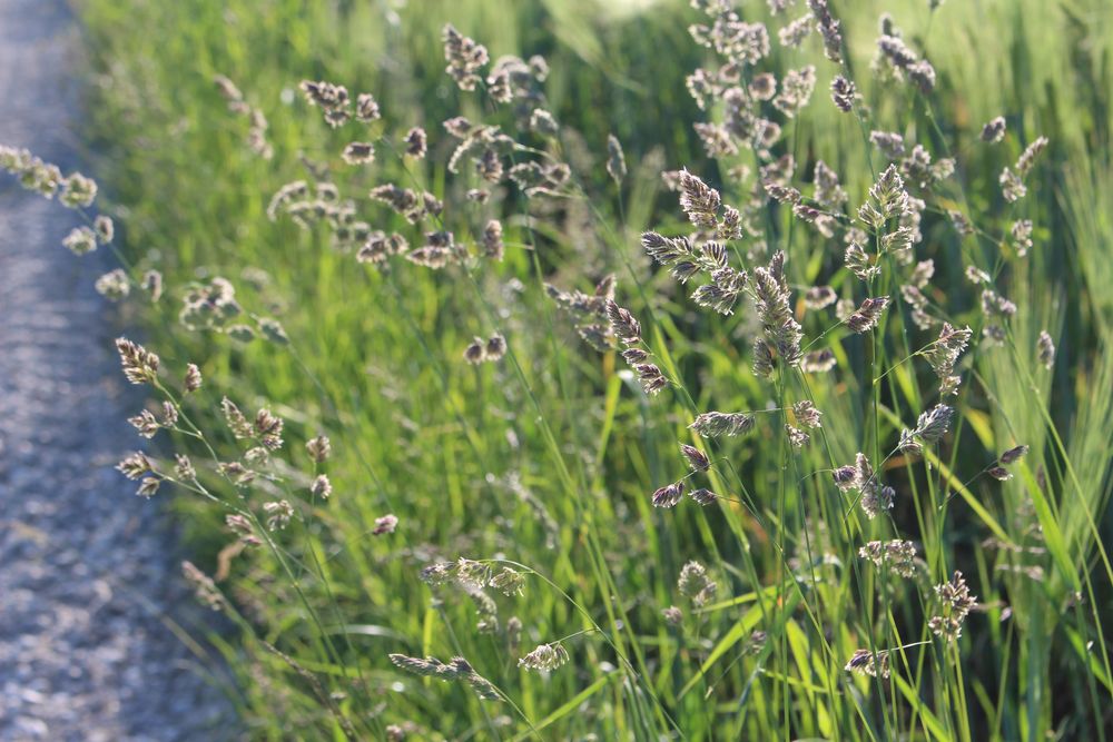 Pflanzen im Sonnenlicht