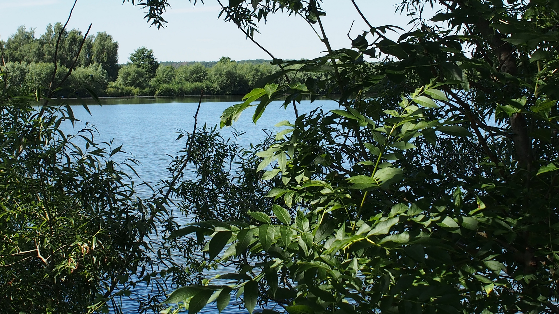 Pflanzen im Teich