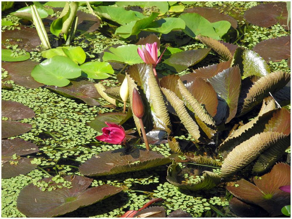 Pflanzen im Teich