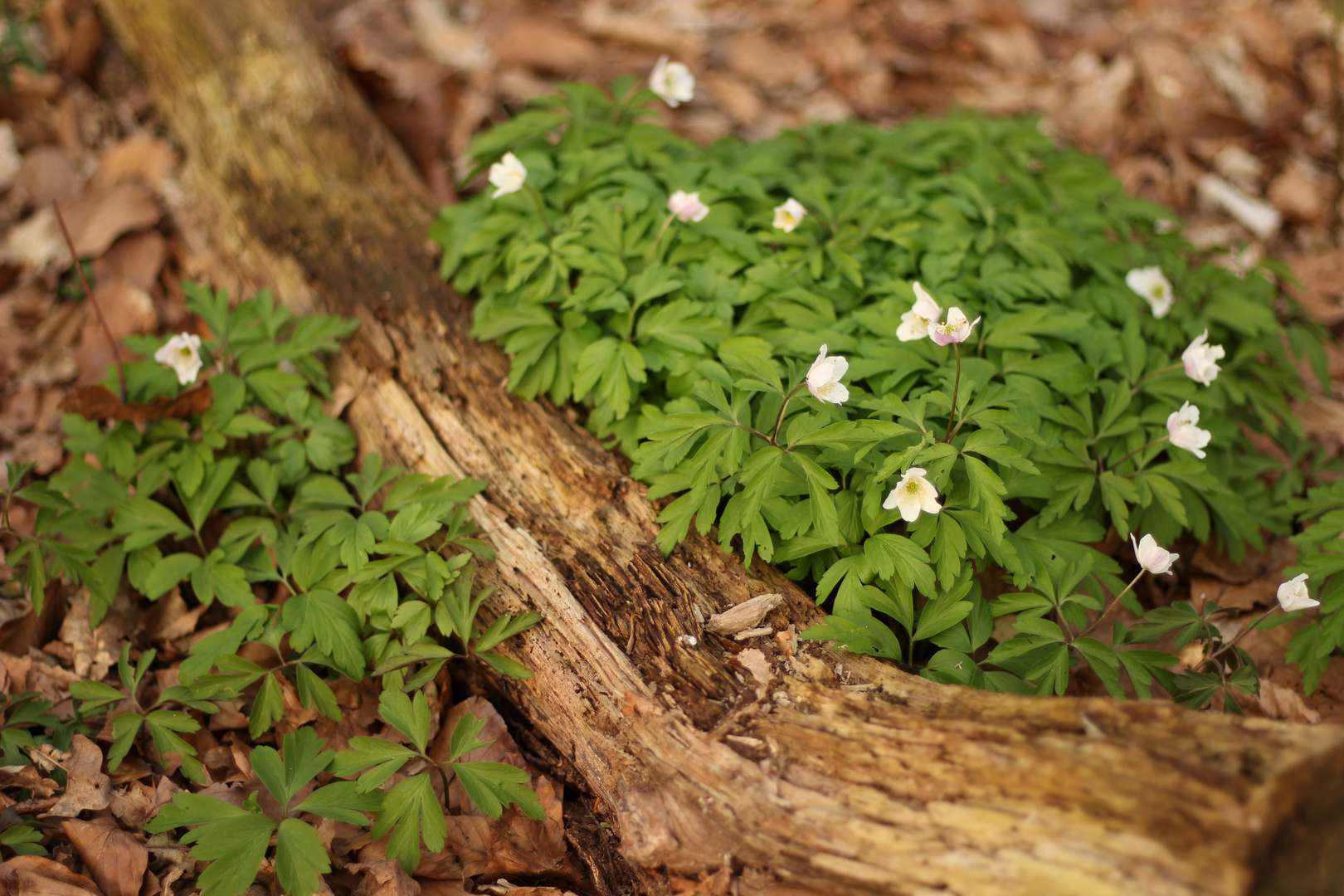 Pflanzen im Wald