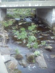 Pflanzen im Wasser mit Steinen