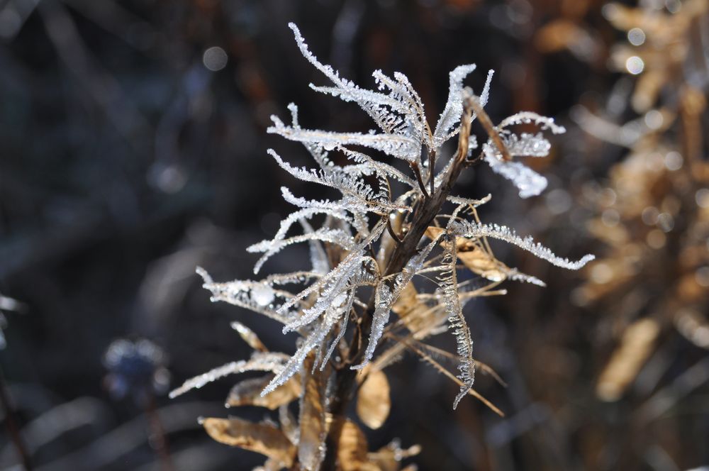 Pflanzen im Winter