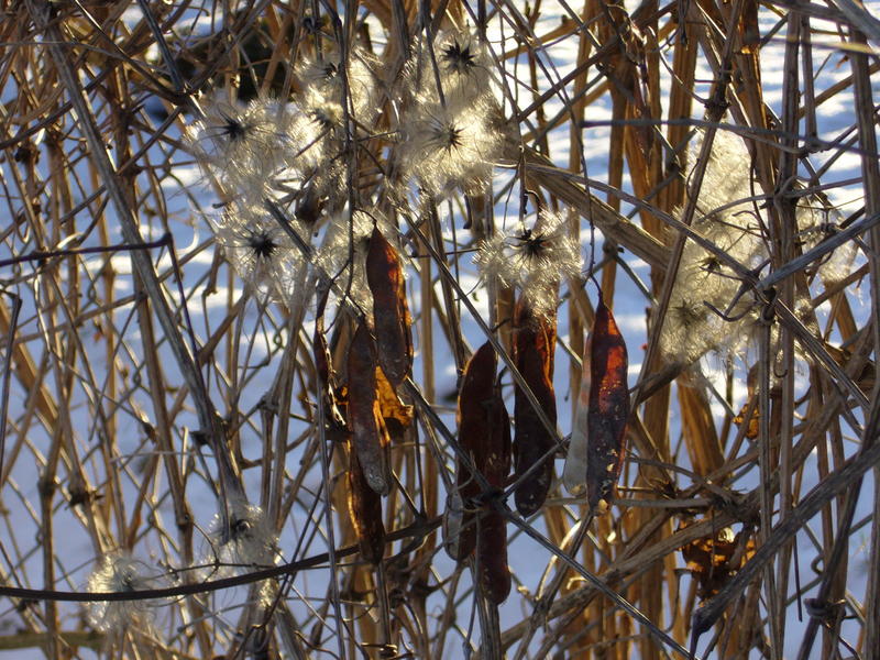 Pflanzen im Winter ;)