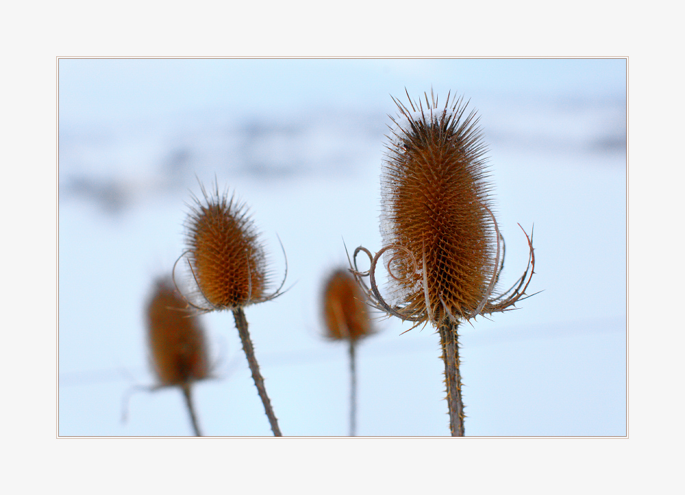 Pflanzen im Winter.