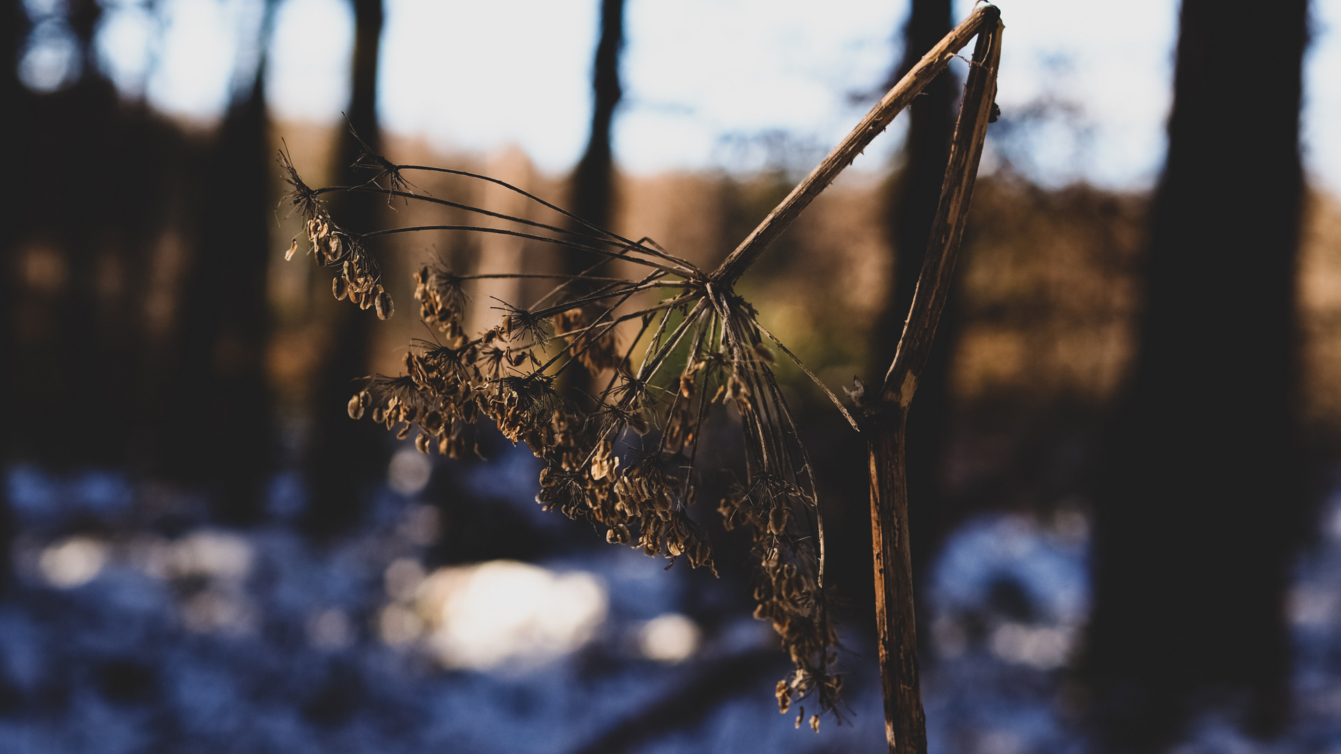 Pflanzen im Winter