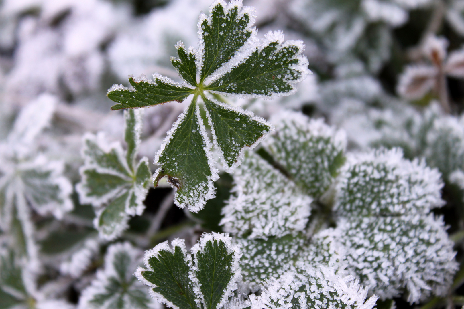 Pflanzen im Winter