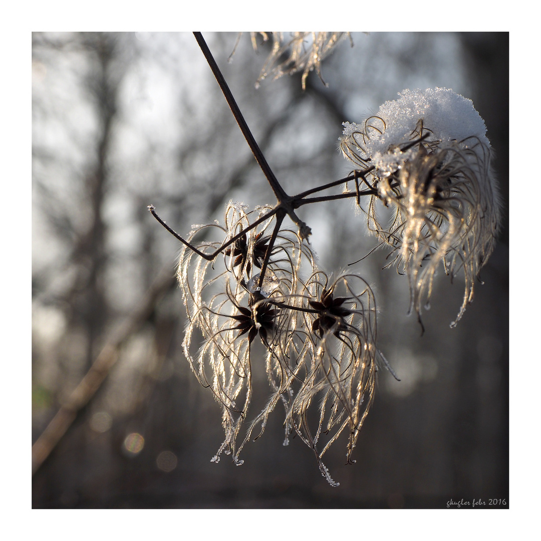 Pflanzen im Winter