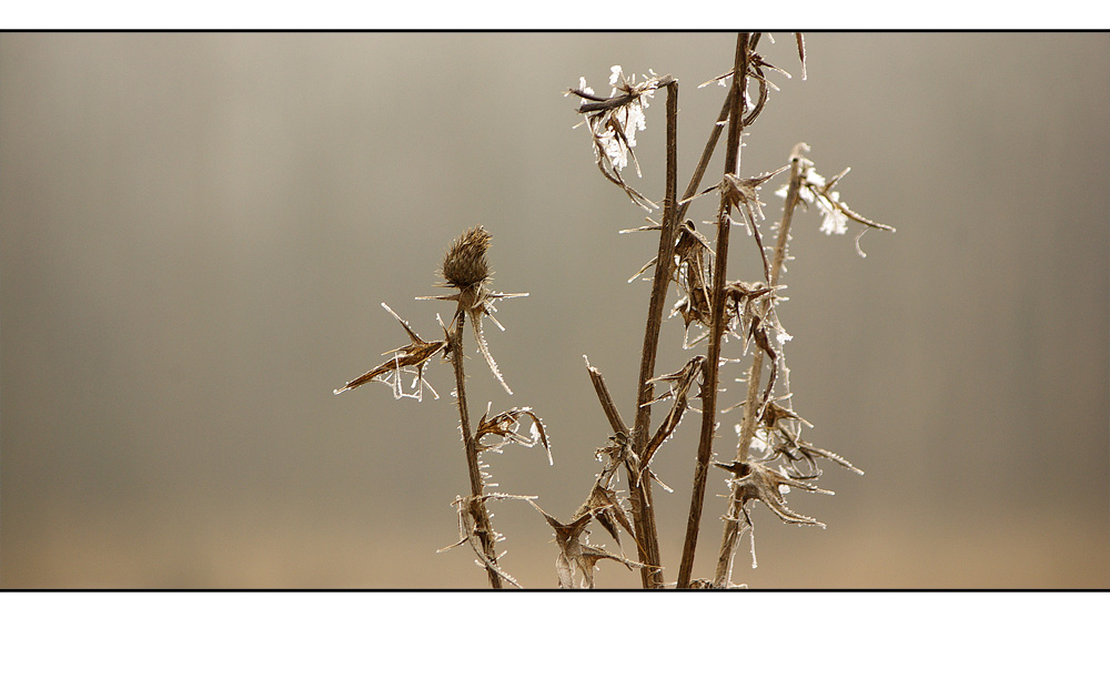 Pflanzen im Winter II