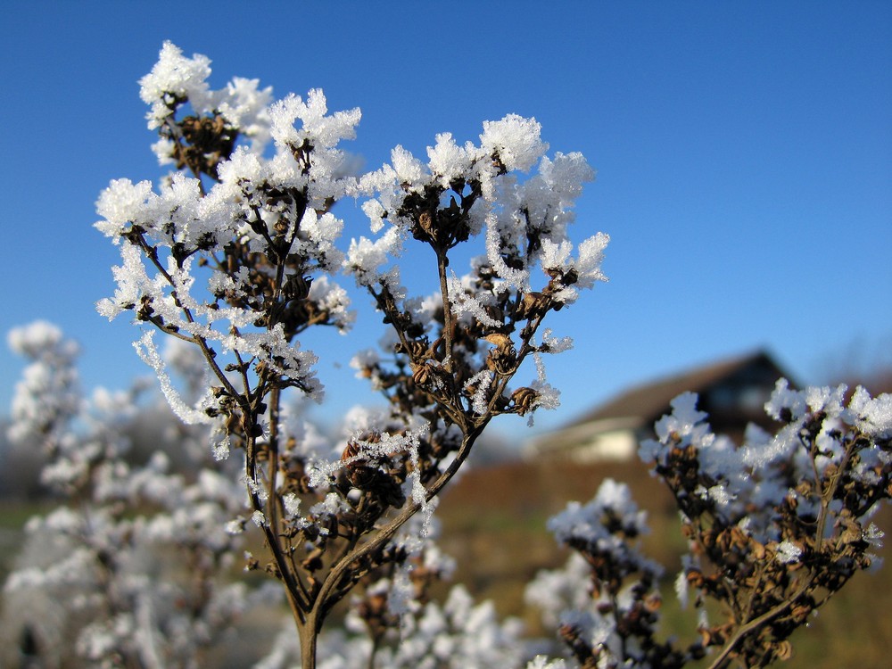 Pflanzen im Winterschlaf