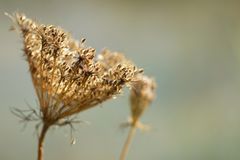 Pflanzen in der Abendsonne