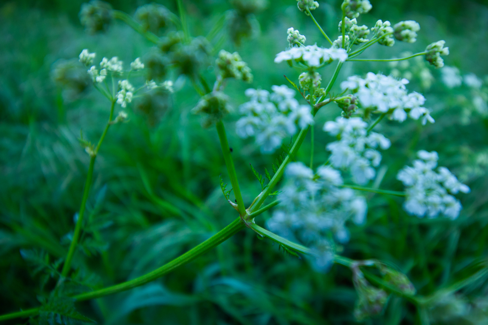 Pflanzen in der Natur