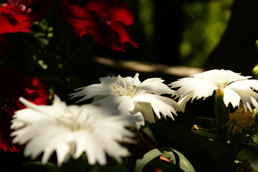 Pflanzen in Licht und Schatten