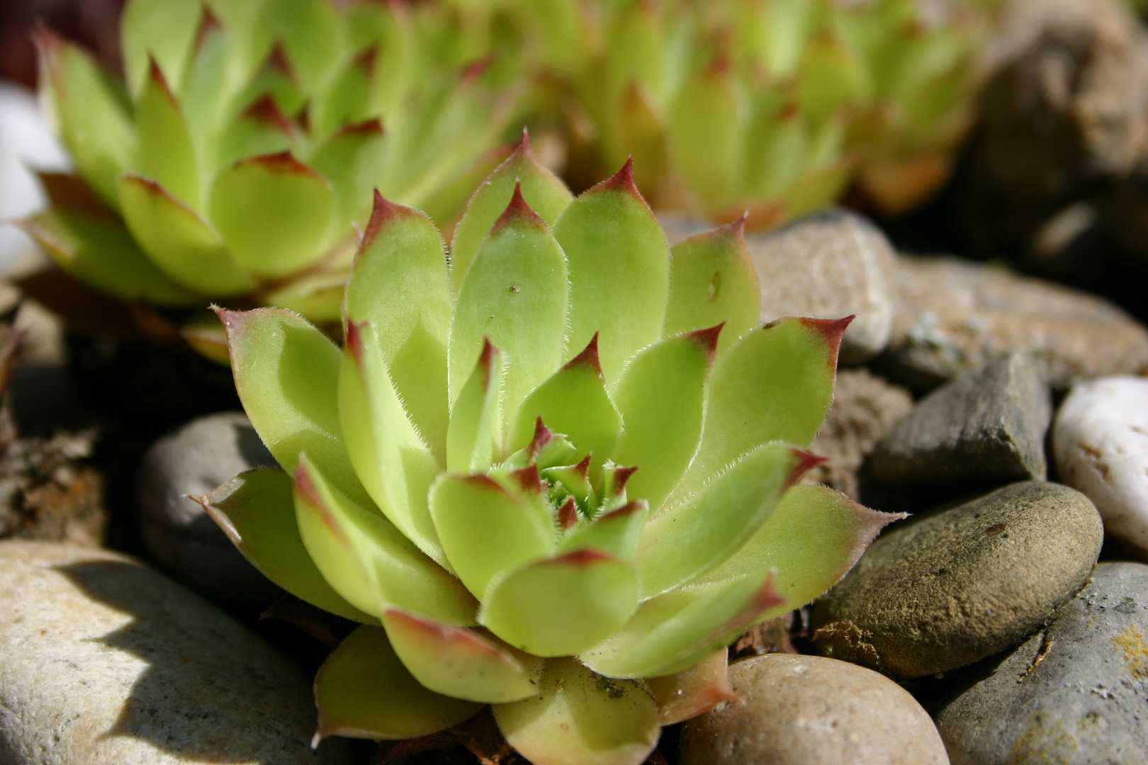 Pflanzen in meinem Garten