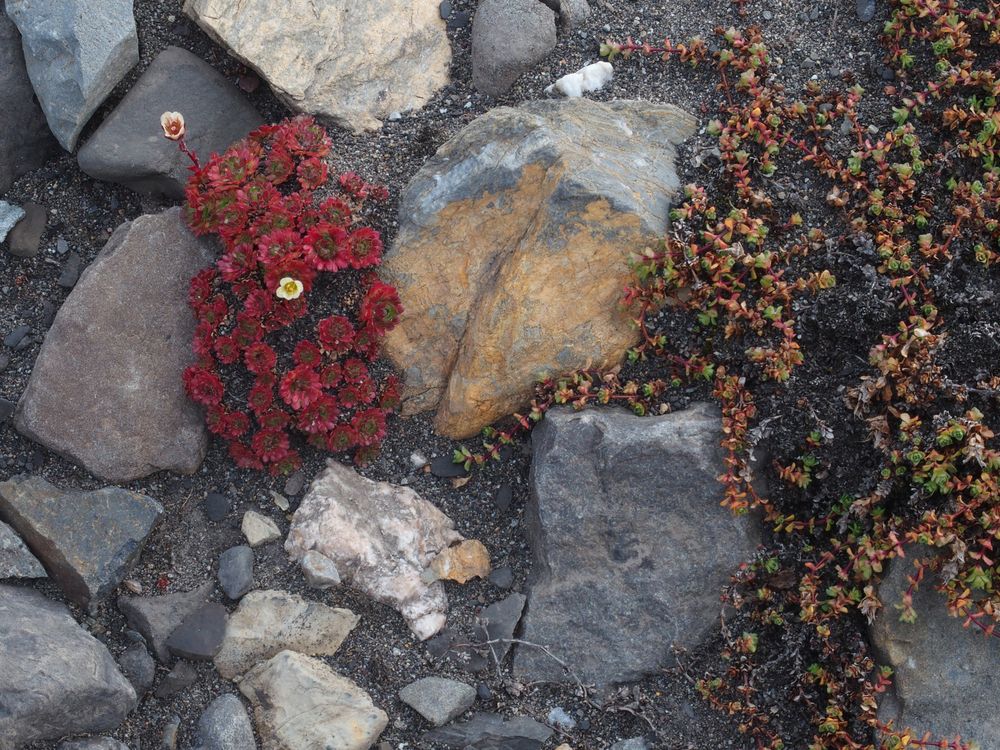 Pflanzen in Spitzbergen    P8150411