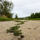 Pflanzen kämpfen sich durch Beton