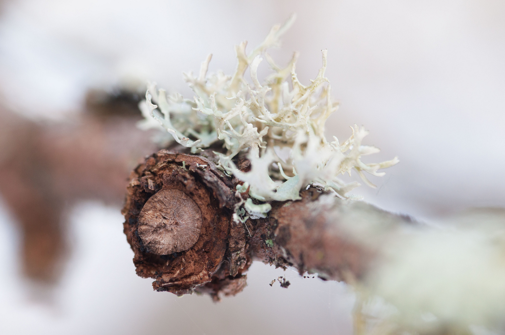 Pflanzen-Makro-Wald-Flechte